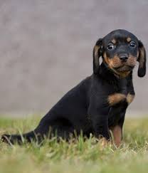 Die brandlbracke ist ein hund, der von grund auf freundlich ist. Brandlbracke Hunderasse Mit Bild Info Temperament Charakteristiken Und Fakten