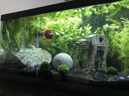 Betta fish, other freshwater fish. Betta Fish 20 Gallon Tank Online Shopping
