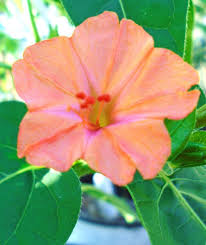 Image result for Priva flabelliformis