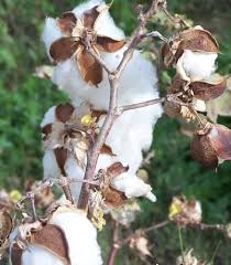 Image result for Gossypium