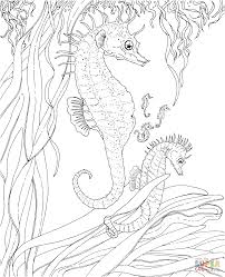 More than 14,000 coloring pages. Seahorse Coloring Page I Love Coloring Pinterest Seahorses Adult Coloring And Coloring Books