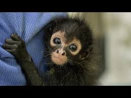 Funniest Monkey Videos A Cute And Funny Monkeys Baby Compilation 2017 Youtube Cute animals, funny pets, animals are too funny and cute and cheer us up.