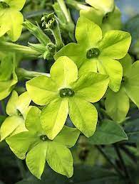 Maybe you would like to learn more about one of these? 10 Gorgeous Green Flowers For Your Garden Birds And Blooms
