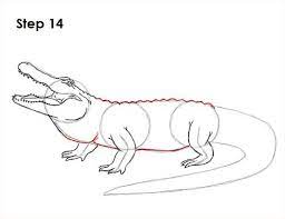 Desenhando Esbocos Desenho Animais