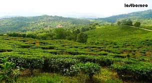 Ladang teh sabah, km 17, jalan ranau/sandakan kampung nalapak beg berkunci no.2, 89309, ranau, sabah. Sabah Tea Garden Lost Borneo