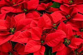 Classic And Modern Displays With Poinsettia Flowers Poinsettia Flower Festive Flowers Poinsettia