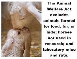 Because Somehow They Are Different And Don T Deserve Welfare Vegan Animals Animal Welfare Act Support Animal