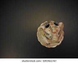 Rookies Work Benjarong Art Don Kai ภาพสต็อก 1093961747