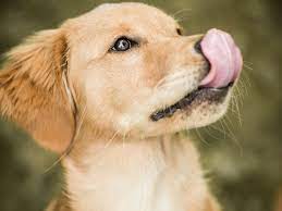 What It Means When A Dog Licks Its Lips
