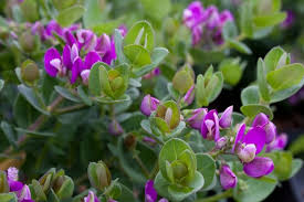 Image result for Polygala filicaulis
