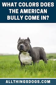 American Bully Dog Black Colour American Bully Colors In 2020 American Bully Black Dog Terrier Breeds