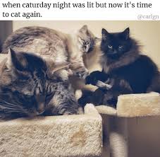Lol but i hope you like this meme animation i did, i cant stop watching it cuz its so funny hopefully you. 28 Catnip Filled Memes To Satisfy Your Caturday Obsession I Can Has Cheezburger Caturday Funny Cat Memes Cat Memes