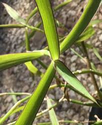 Image result for Coleotrype natalensis