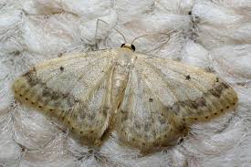 Image result for Idaea biselata