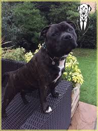 Staffordshire Bull Terrier Life Span In 2020 Pitbull Terrier Pitbulls American Pitbull Terrier