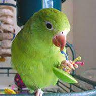 Breeding canaries and parakeets take determination, patience, and dedication, but the rewards are great once you've succeeded. Canary Winged Parakeet Birds Parakeet Bird Parakeet Bird