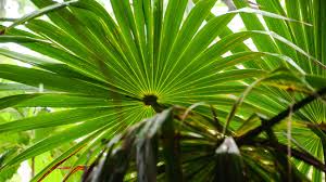 If you have a medical problem you should. Saw Palmetto For Hair Loss Effectiveness Dosing And Side Effects Hairverse