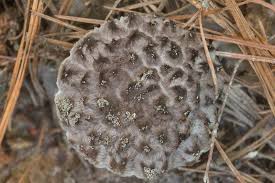 Image result for Strobilomyces strobilaceus