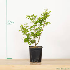 Un petit balcon de 3 m² où j'avais quelques. Lilas Des Indes Petite Red Pot De 4 Litres Gamm Vert