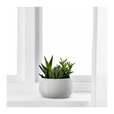 Succulent Grey Potted Plant With Pot Diameter Of Plant Pot 12 Cm Ikea Vaxter Suckulenter Inomhusvaxt