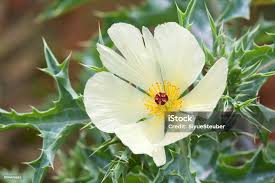 Image result for Argemone ochroleuca