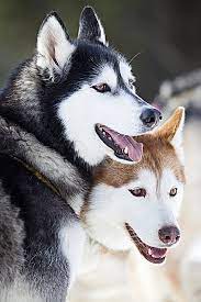Life Expectancy In Siberian Huskies Annie Many
