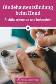 bindehautentzundung beim hund erkennen behandeln und vorbeugen hunde hundchen training augenentzundung
