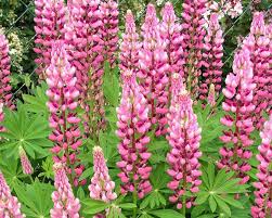 Lupine cultivation is at least 2,000 years old and most likely began in egypt or in the general the lupine plant, like other grain legumes (beans, peas, lentils, etc.) fixes atmospheric nitrogen, and. Lupinen Tipps Zum Pflanzen Und Pflegen Mein Schoner Garten