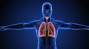 Resultado de imagen de SISTEMA RESPIRATORI