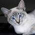 All About the Lynx Point Siamese Cats! Siamese of day