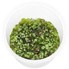 Image result for Lomariopsis hederacea