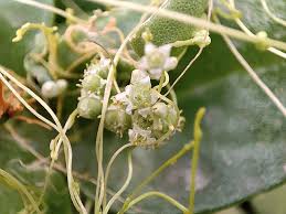 Image result for Cuscuta australis