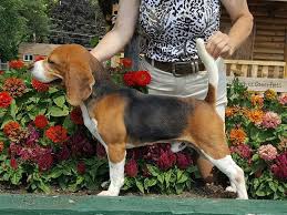 ( new years ) akc registered beagle puppies are here 2021 ! Lane Rae Beagles Beagle Breeder In Greensboro North Carolina