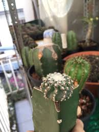 Alcantar se enteró, casi por casualidad, durante una conversación con su abuela, que en el campo utilizaban el nopal para limpiar el agua después se puede implementar de distintas maneras, pero en la casa, la gente puede cocinar el cactus y usar el agua residual con el mucílago para desinfectar. Casa Jardin Y Bricolaje Cactus Y Suculentas Mammillaria Longimamma We Ariocarpus Monstruoso Cactus Cactus Cafesbenyedder Com Tn