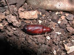 In many moth species the pupa stage will involve a cocoon or the caterpillar burrowing down into soil to pupate. Moth Pupa Roads End Naturalist
