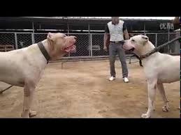 Pitbull Ve Arjantin Dogo Karsi Karsiya Youtube