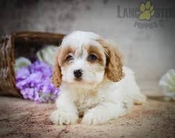 • please tell the cavapoo dog breeders with puppies for sale that you found them on breedersclub.net. Marley Cavapoo Puppy For Sale In Millersburg Oh Lancaster Puppies In 2020 Cavapoo Puppies Lancaster Puppies Cavapoo Puppies For Sale