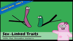 Join the amoeba sisters as they discuss the terms gene and allele in context of a gene involved in ptc (phenylthiocarbamide) taste sensitivity. Sex Linked Traits Recap Answer Key By The Amoeba Sisters Answer Key