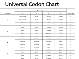 Ppt Universal Codon Chart Powerpoint Presentation Free
