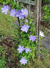 Check spelling or type a new query. Carol Link On Gardening Planting Maintaining Clematis Vines
