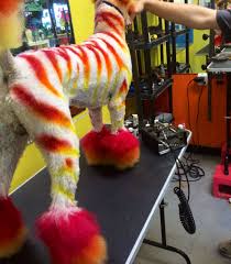 Barksa Zebra Creative Dog Grooming By Allen Hanauer This Is A Zebra Pattern Inspired By A Flame Dog Grooming Creative Grooming Rainbow Dog