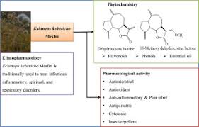 Image result for Echinops longifolius