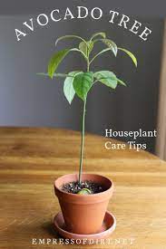 How To Grow An Avocado Tree Empress Of Dirt In 2021 Avocado Tree Care Avocado Plant Growing An Avocado Tree