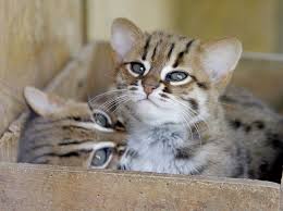 Black And White Spotted Cat The Rusty Spotted Cat Is A Teeny Tiny Wild Cat Https Flip It Ndoh1k In 2020 Rusty Spotted Cat Wild Cats Cats And Kittens