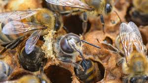 Seit wann ich bienen nicht mehr als lästige insekten ansehe und wieso der weltbienentag so wichtig ist, verrate ich dir im folgenden beitrag. Weltbienentag Was Die Biene Fur Die Natur Bedeutet Br24