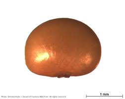 Image result for Pleurolobus