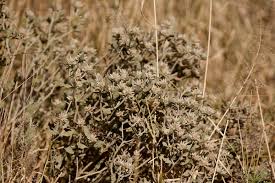 Image result for Leucosphaera bainesii