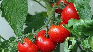 To use, add a tablespoon of the granules to a gallon of water for outdoor plants or ½ tablespoon for indoor. Best Fertilizer For Tomatoes At Different Stages What Npk Ratio When How Often Dengarden