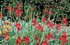 Image result for Hesperantha
