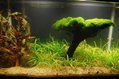 Pin On Aquascaping Live Plants